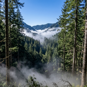 QUALITÄT IM VOLUNTARY CARBON MARKET